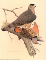 William Zimmerman - Northern Red shafted Flicker